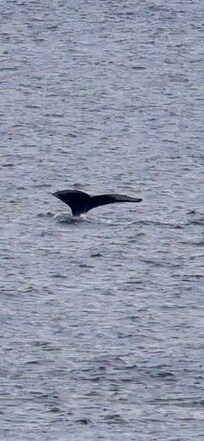 Whales in the harbor.