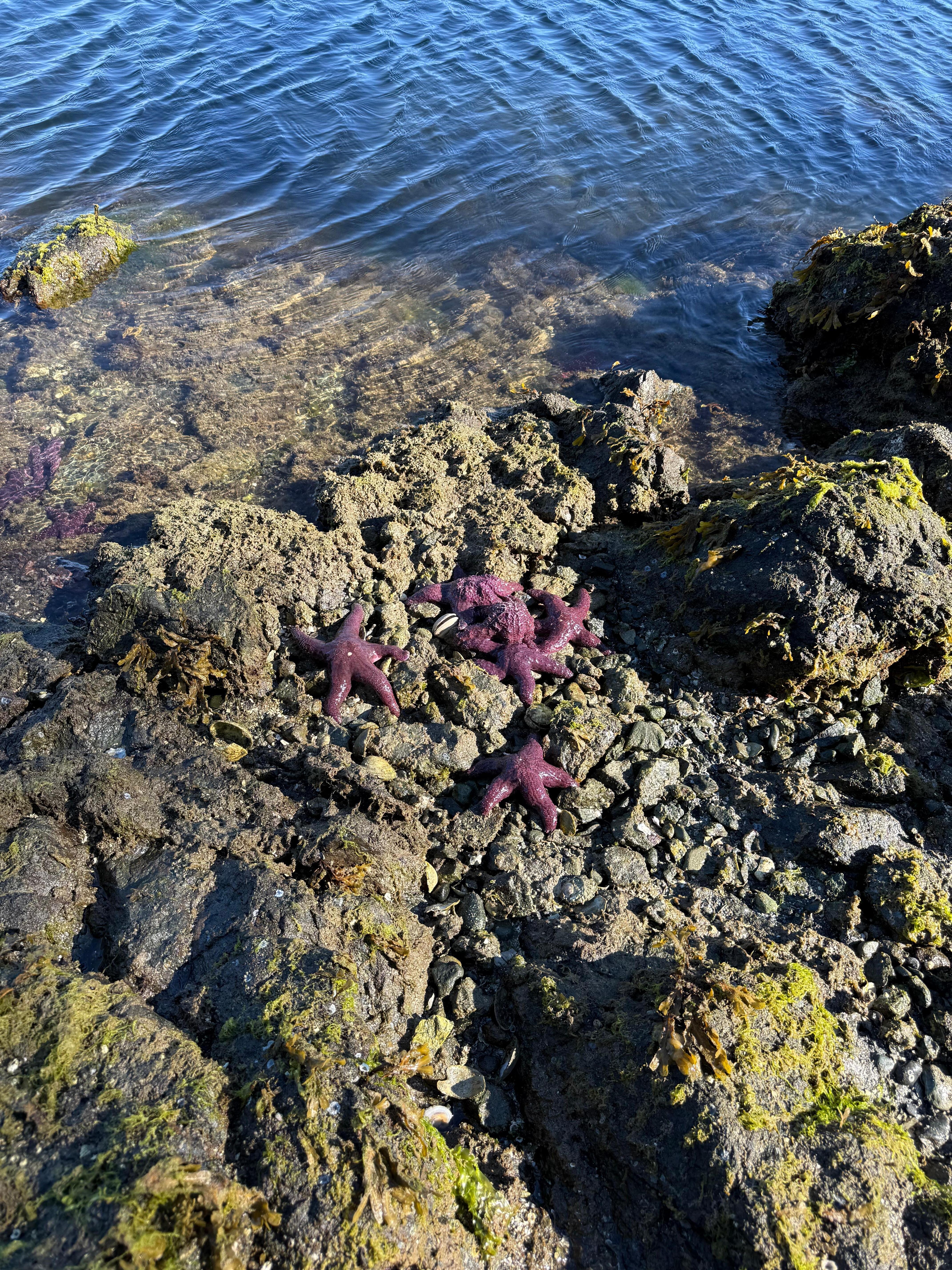 Low tide in the morning. So many starfish! 