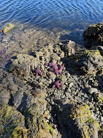 Low tide in the morning. So many starfish!