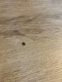 Floors had dead bugs all over