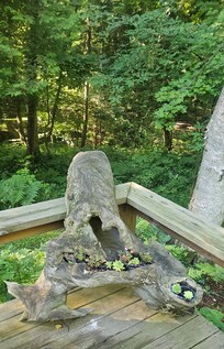 What a great planter on the deck!