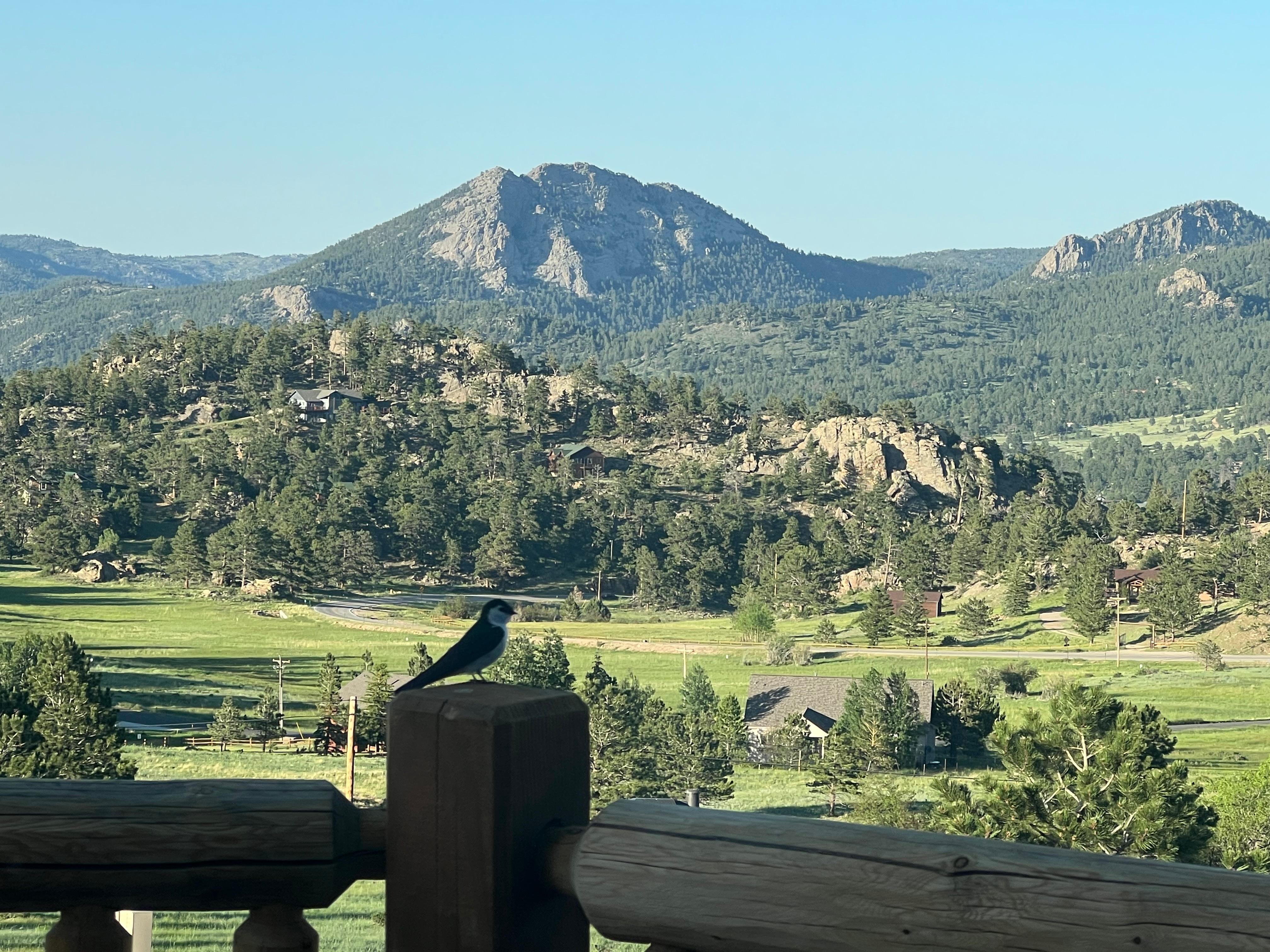 Mornings with my little swallow friend