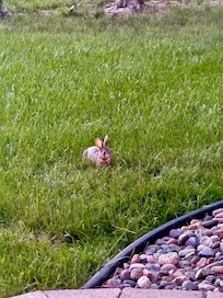Baby bunny came to sit by fire with us.