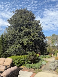 Beautiful magnolia tree