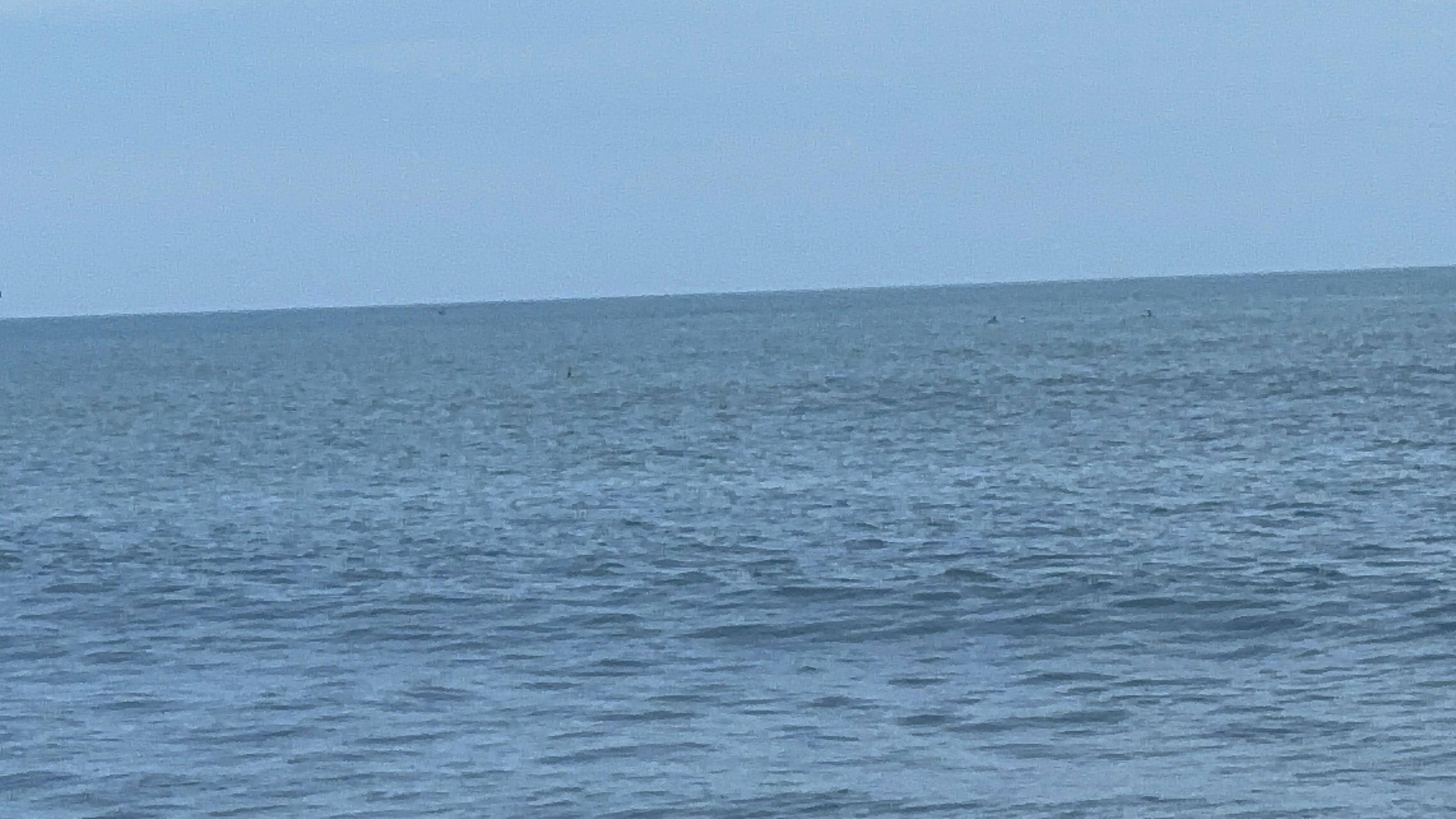 Dolphins playing up by the beach! 