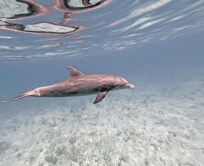 Dolphin seen on snorkelling trip