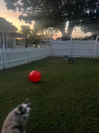 Pups loved the yard