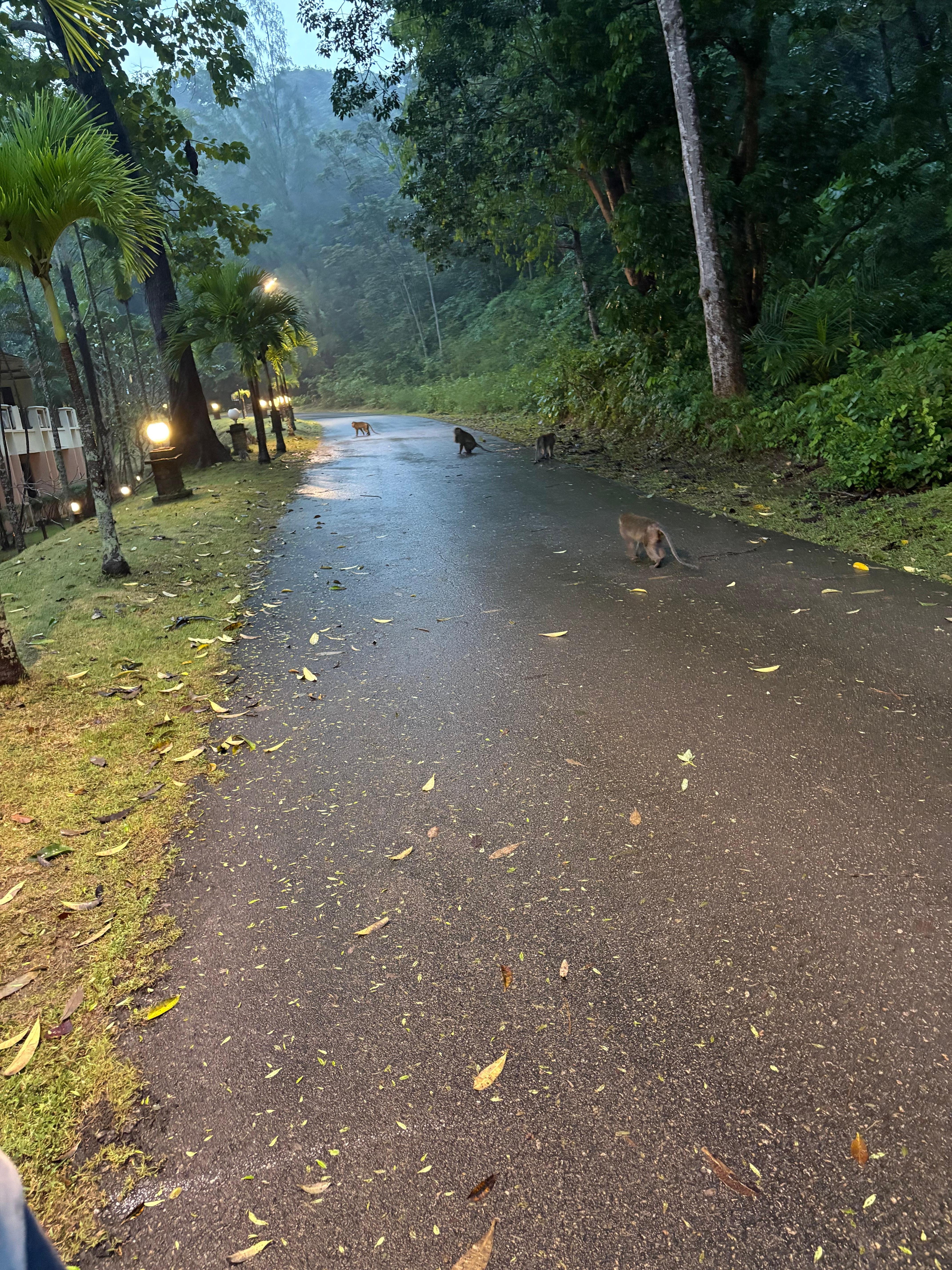 Straße zum Strand / weiteren Zimmern inkl. der Affenbande