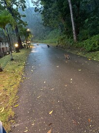 Straße zum Strand / weiteren Zimmern inkl. der Affenbande