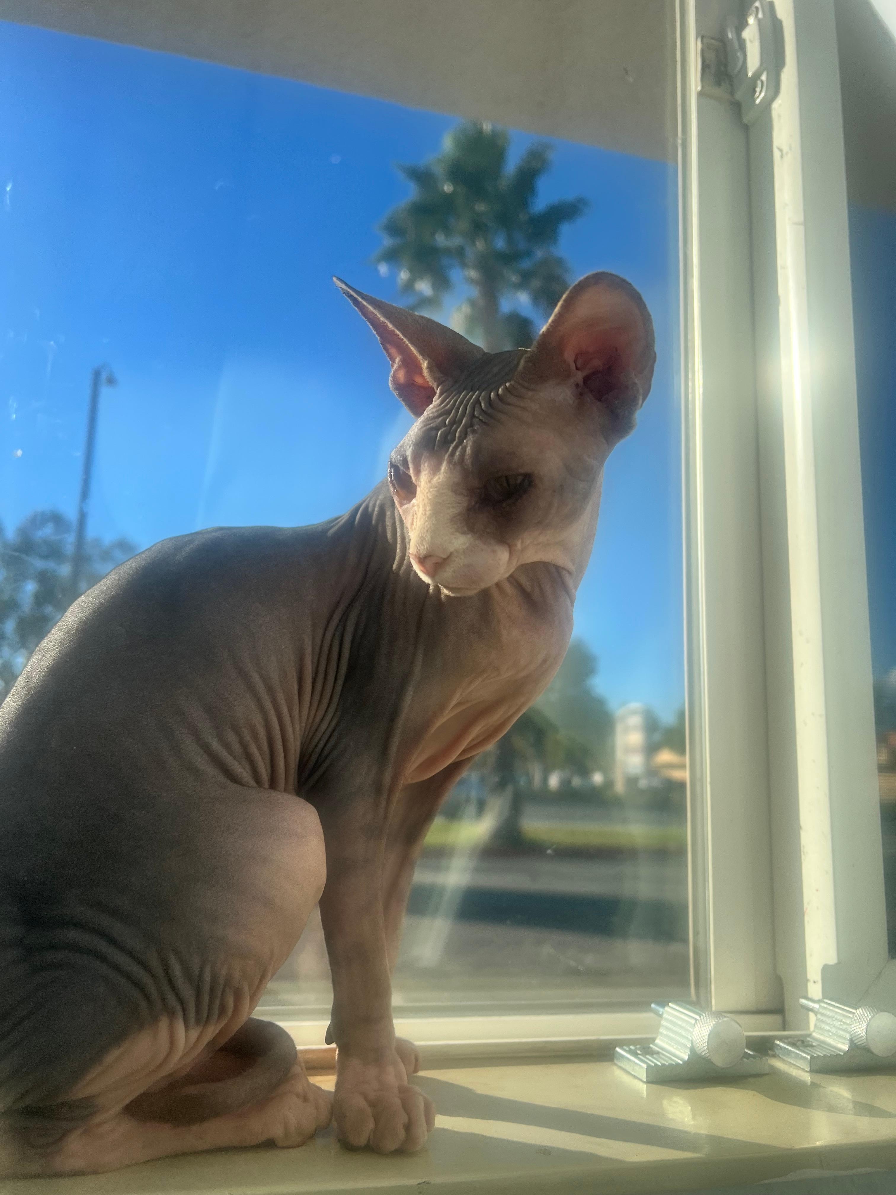 She loves the window soaks up those rays 