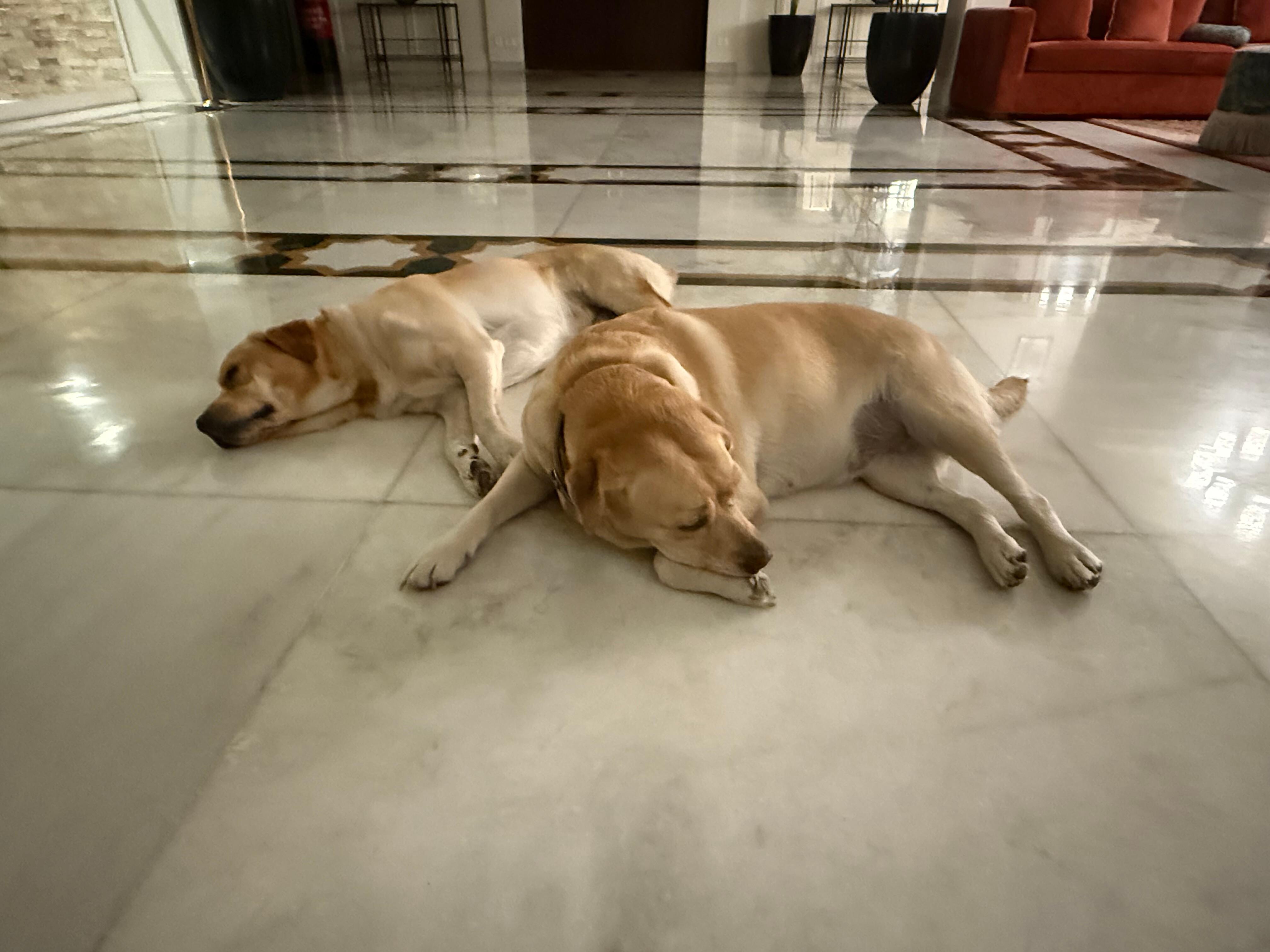 Max and Maya were a delight. 