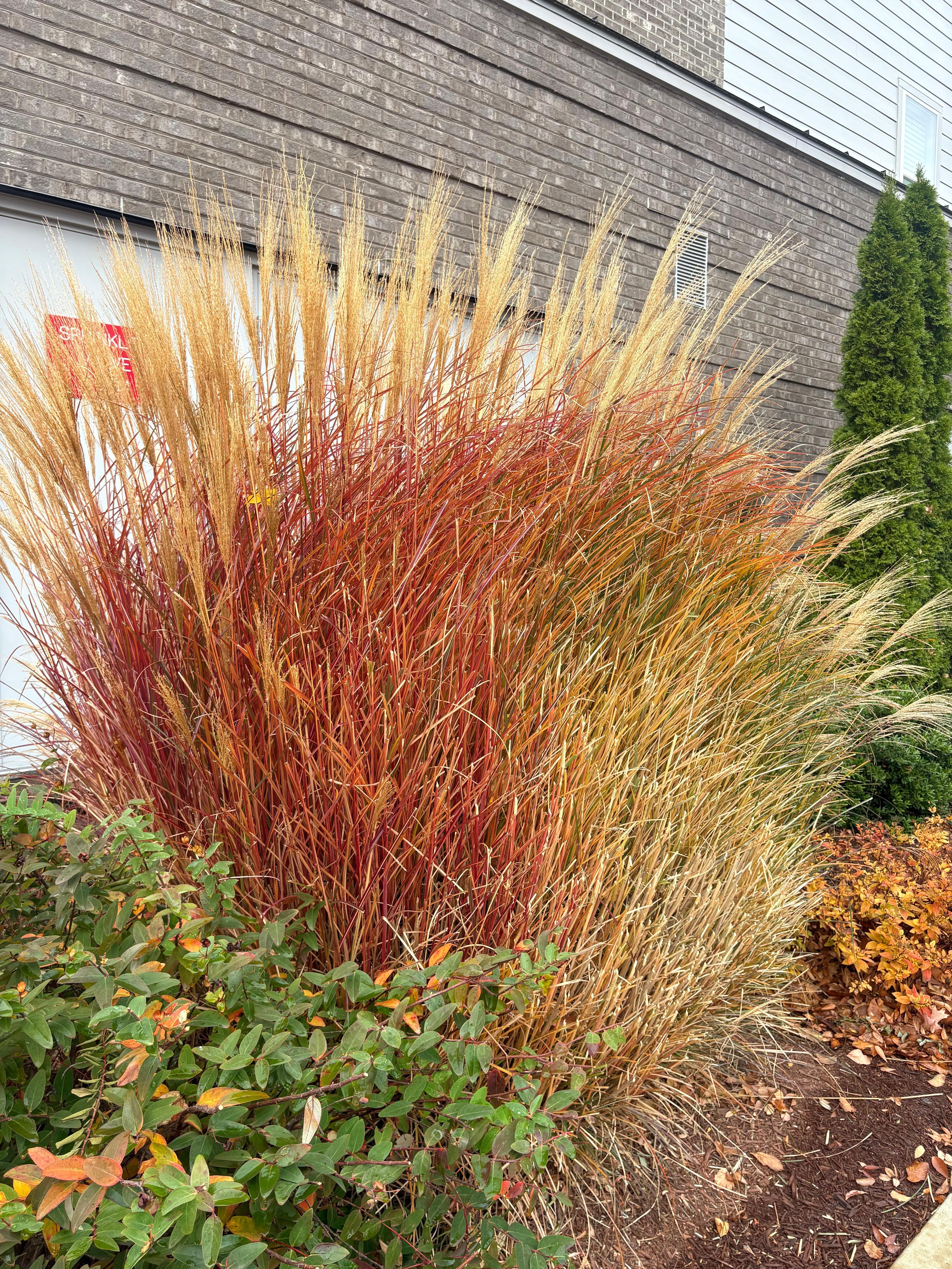 Beautiful fall foliage surrounds the edges of the buildings.