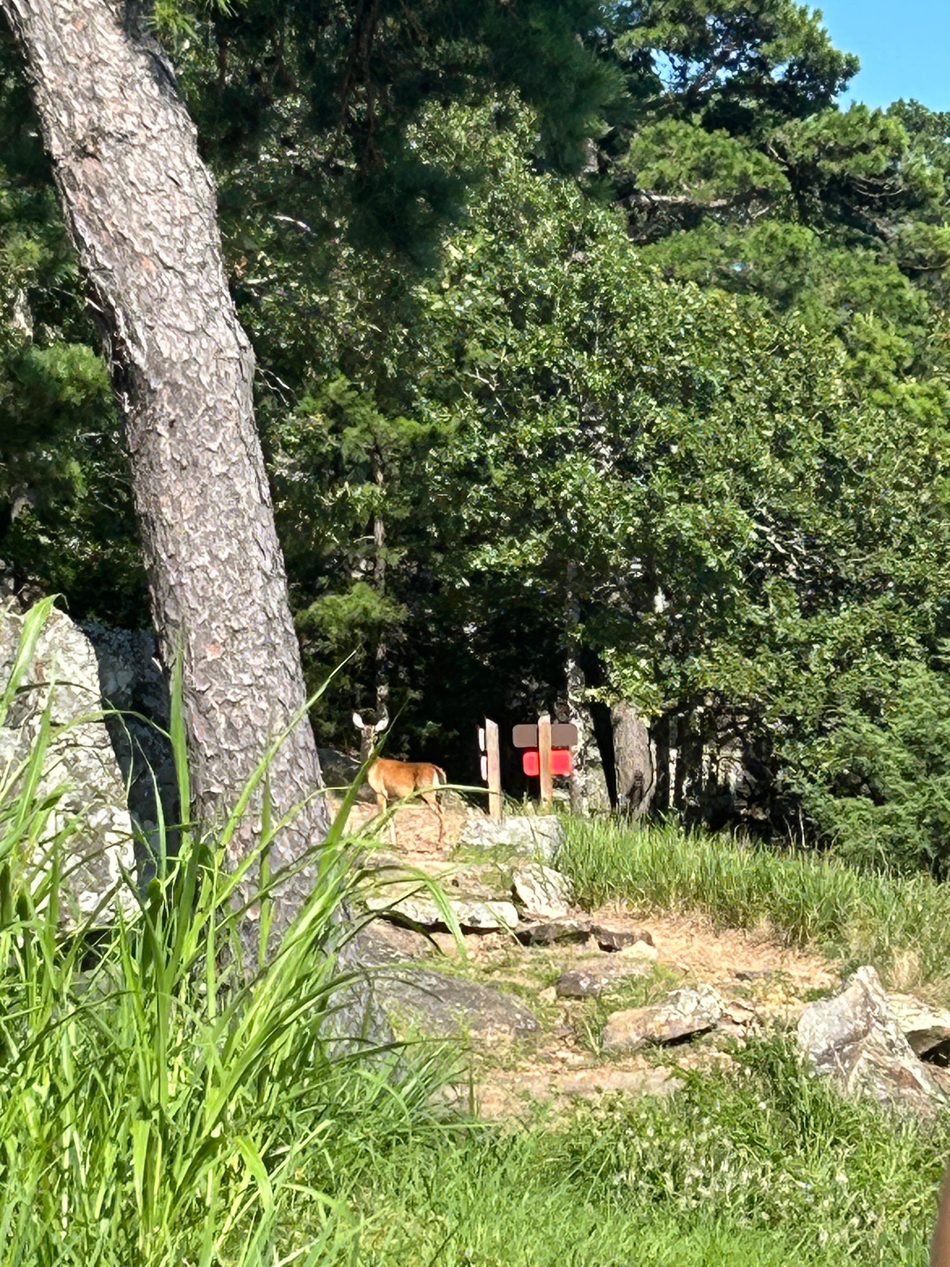 Mt. Nebo State Park