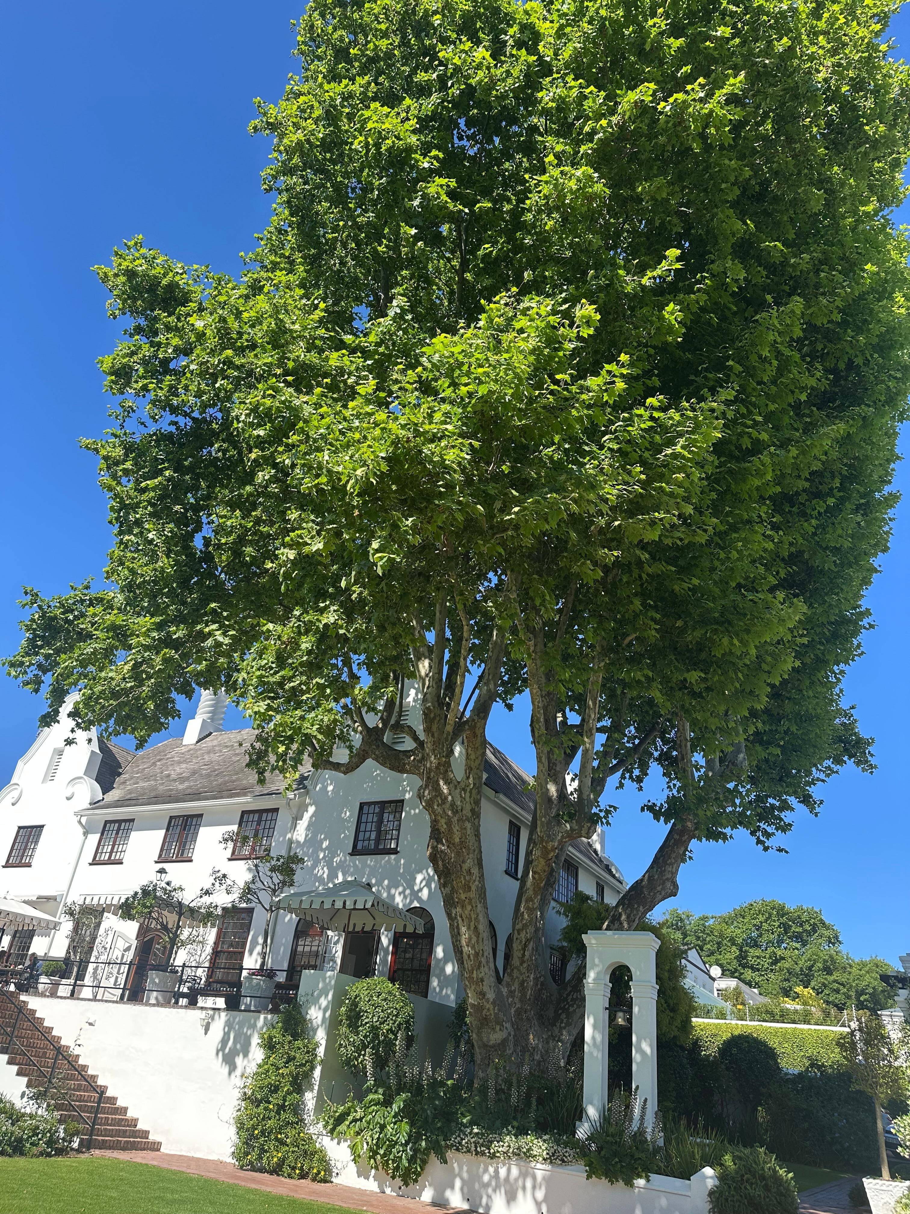 Beautiful manor house next to majestic oak tree