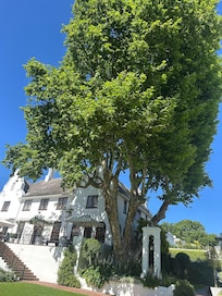 Beautiful manor house next to majestic oak tree