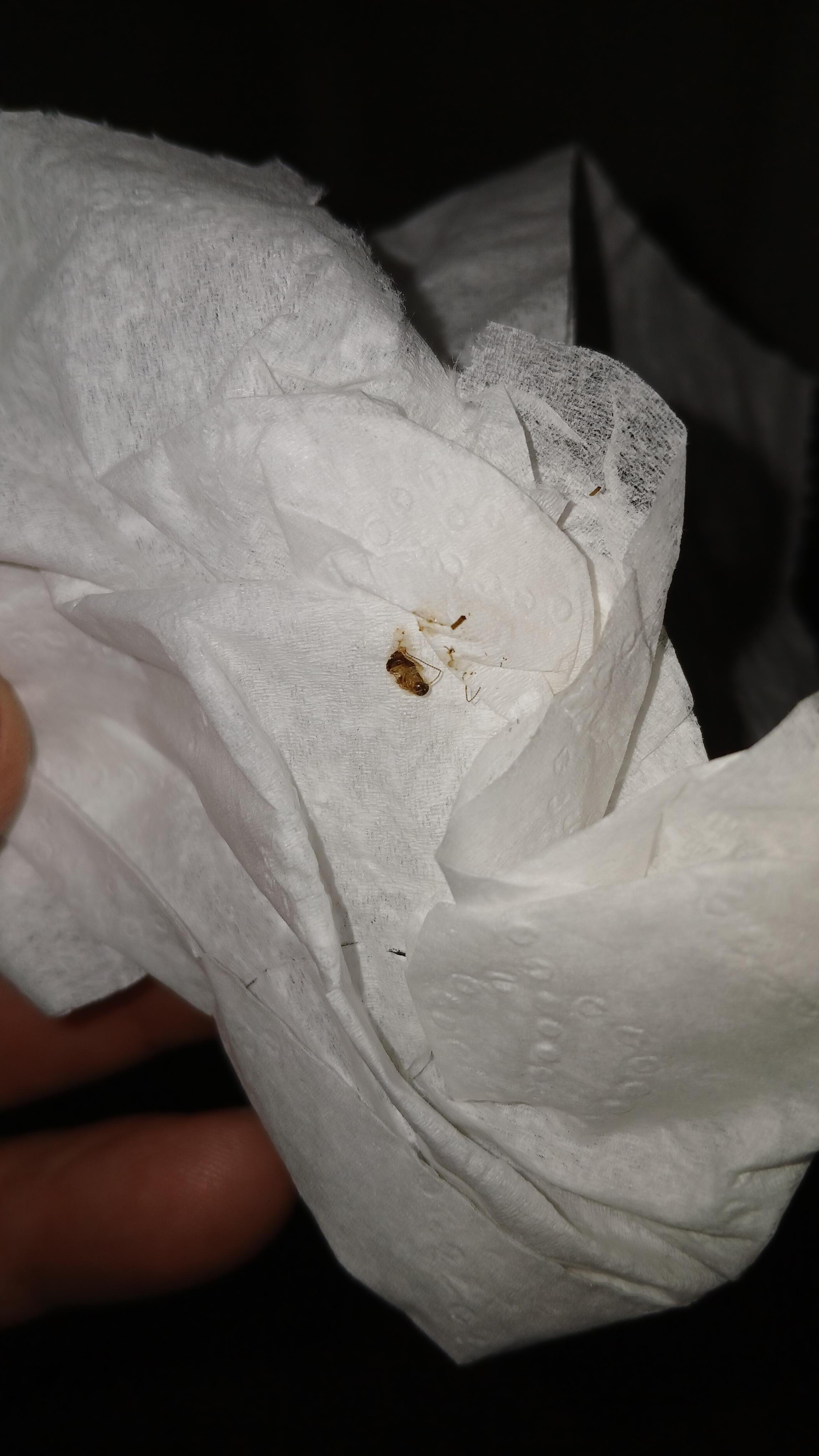 Cockroach visitor  killed 