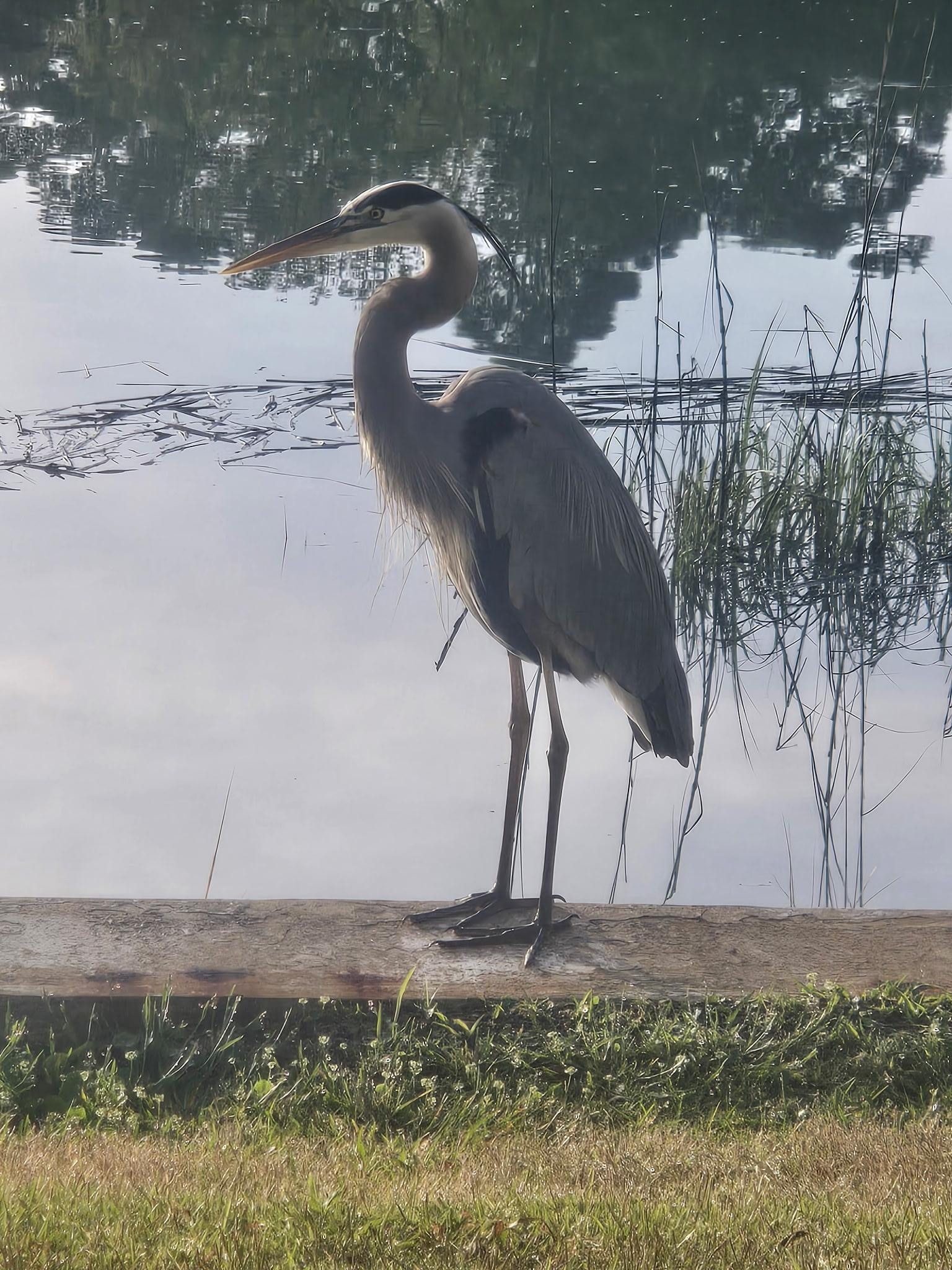 Visitor right off of patio!