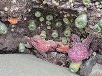 Tide Pools on Trinidad State Beach. Beach Parking just down the street by the Seascape Restaurant, where we ate twice.