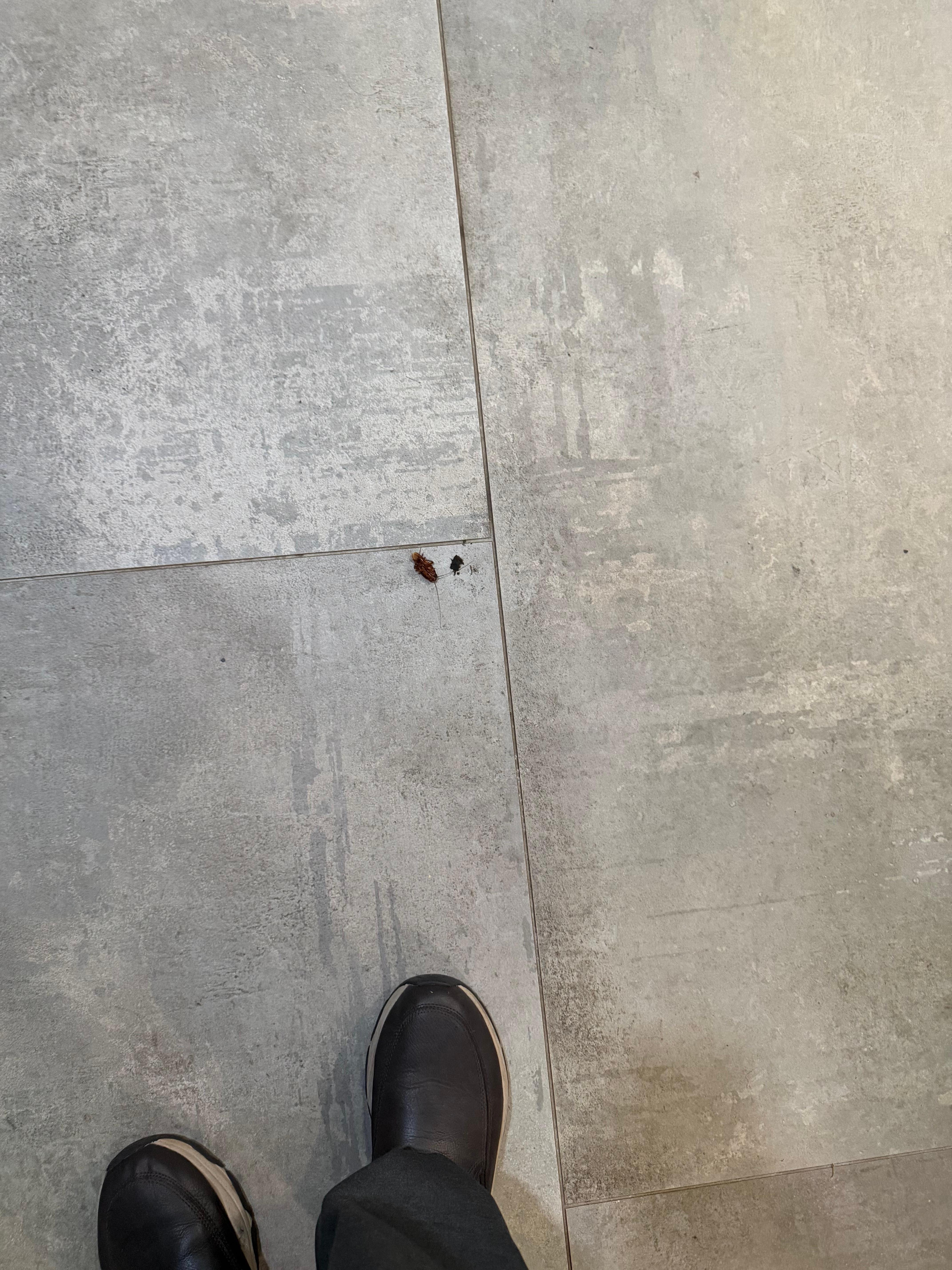 My father specifically asked the staff if they had a cockroach problem or if there was anything going on, and they denied any cockroaches on the property and stated that their facility was very clean. The staff were ambivalent and were not helpful.