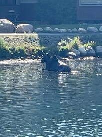 She swam across the lake and climbed up onto the bank to check out the area.