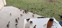 Pleins d'oiseaux viendront vous voir si vous avez quelques choses pour eux