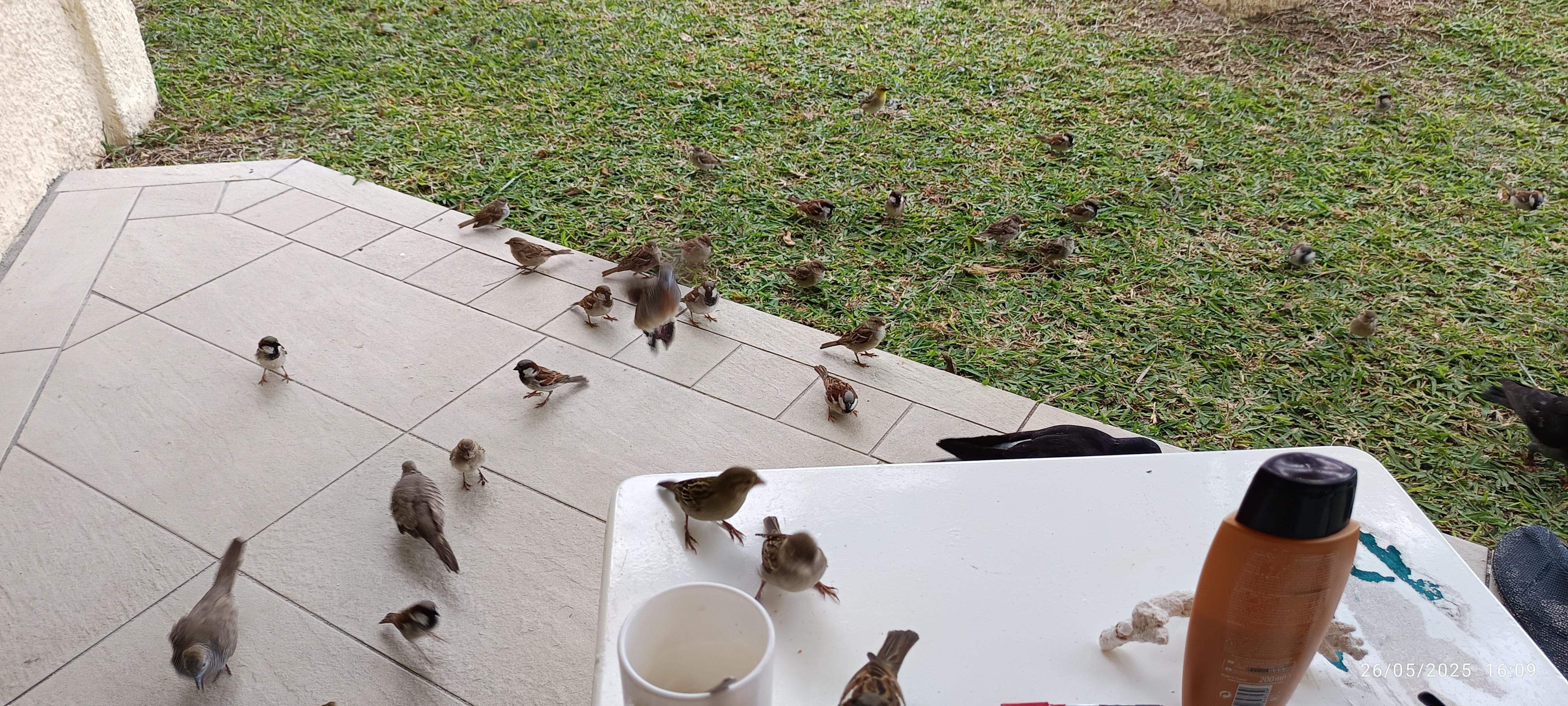 Pleins d'oiseaux viendront vous voir si vous avez quelques choses pour eux
