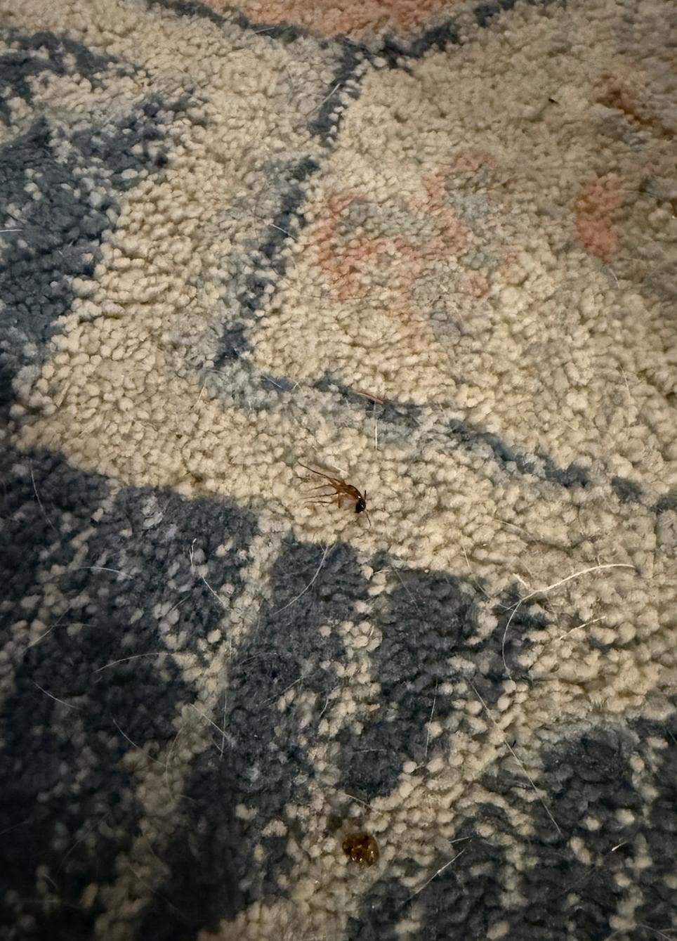 Ants in living room