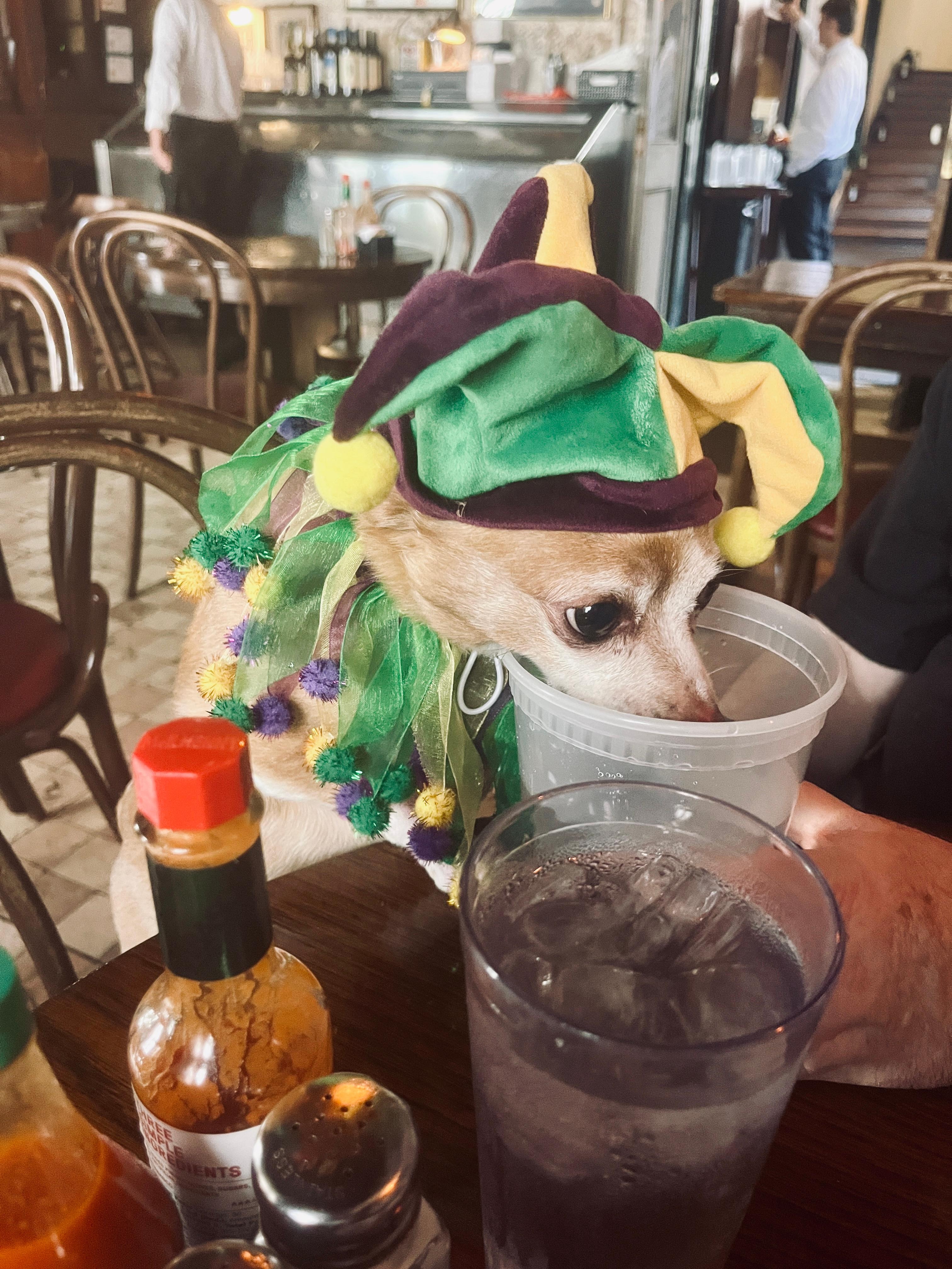 Bruno at Napoleon house, dressed as a Jester.