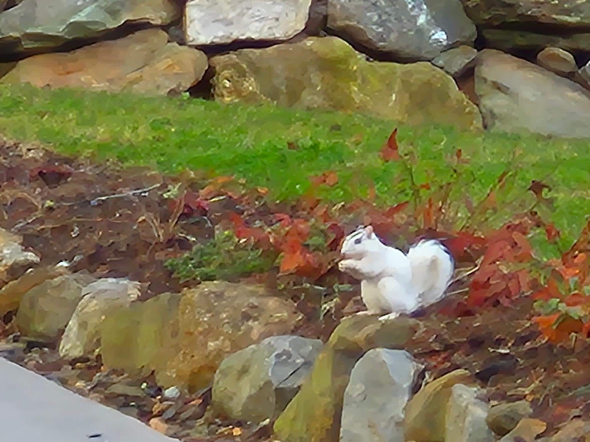 White squirrels play on the property.