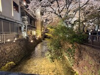 Cherry blossoms on the street outside the property