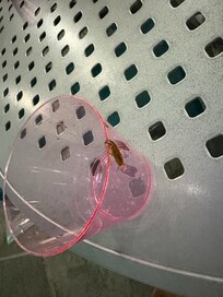 This was one of the roaches crawling around on tables