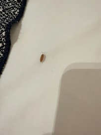 Insects crawling on the bed.