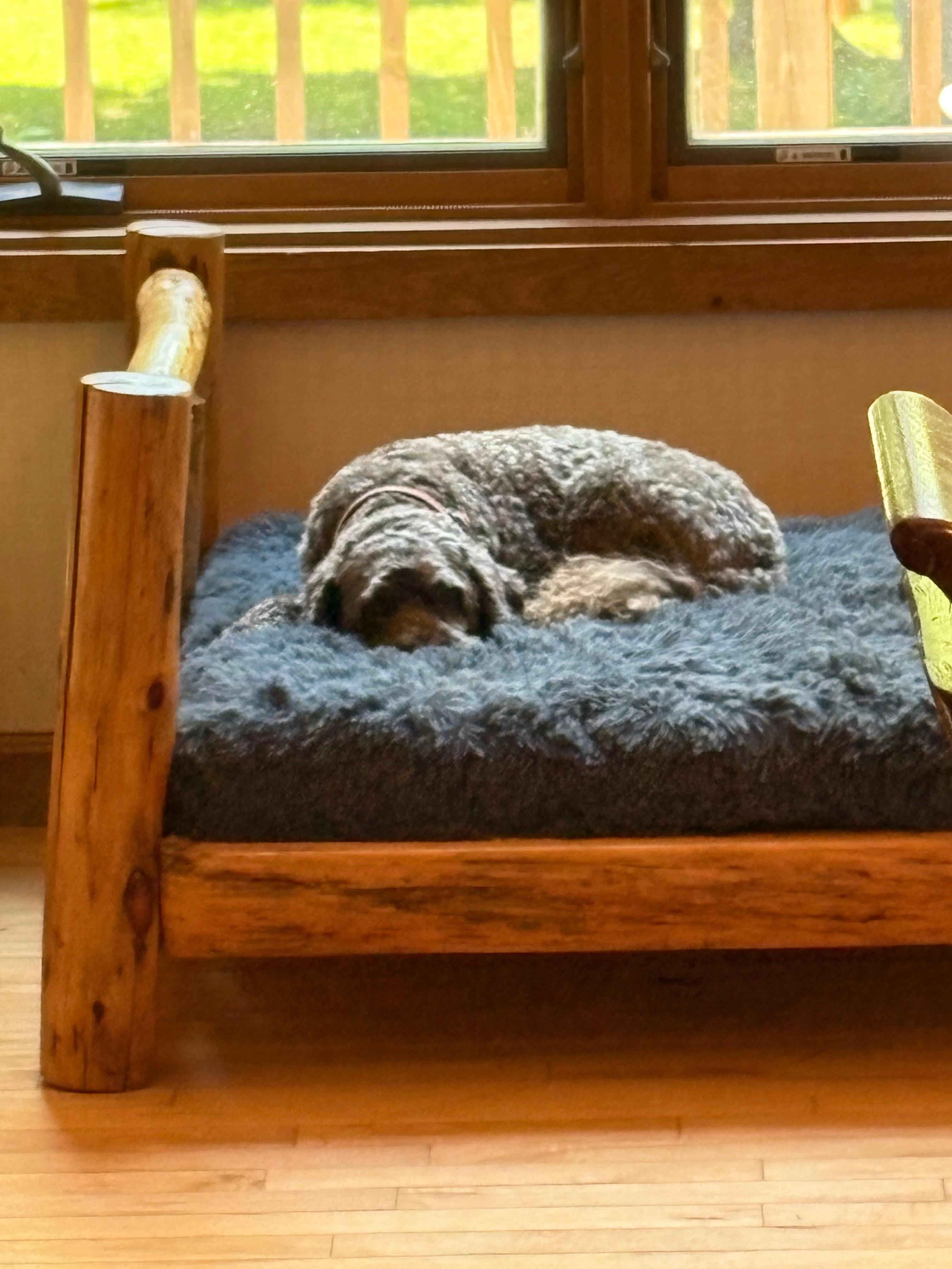 Our pup was in his happy place!  Exhausted every night after all his adventures 