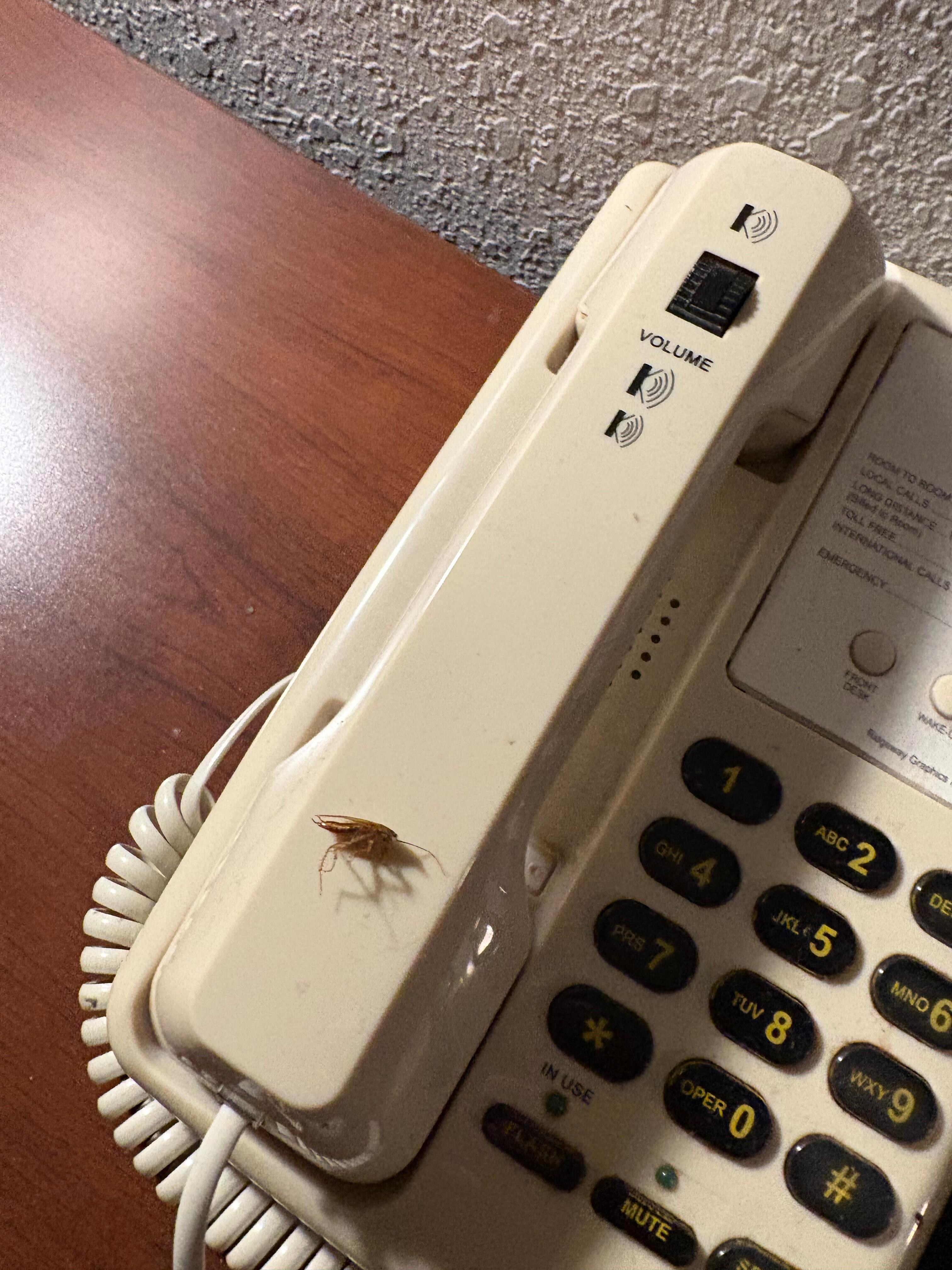 Roach on phone 