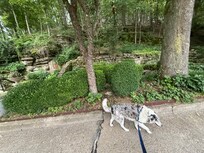Happy dog exploring!