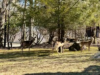 Lots of friendly deer to come visit