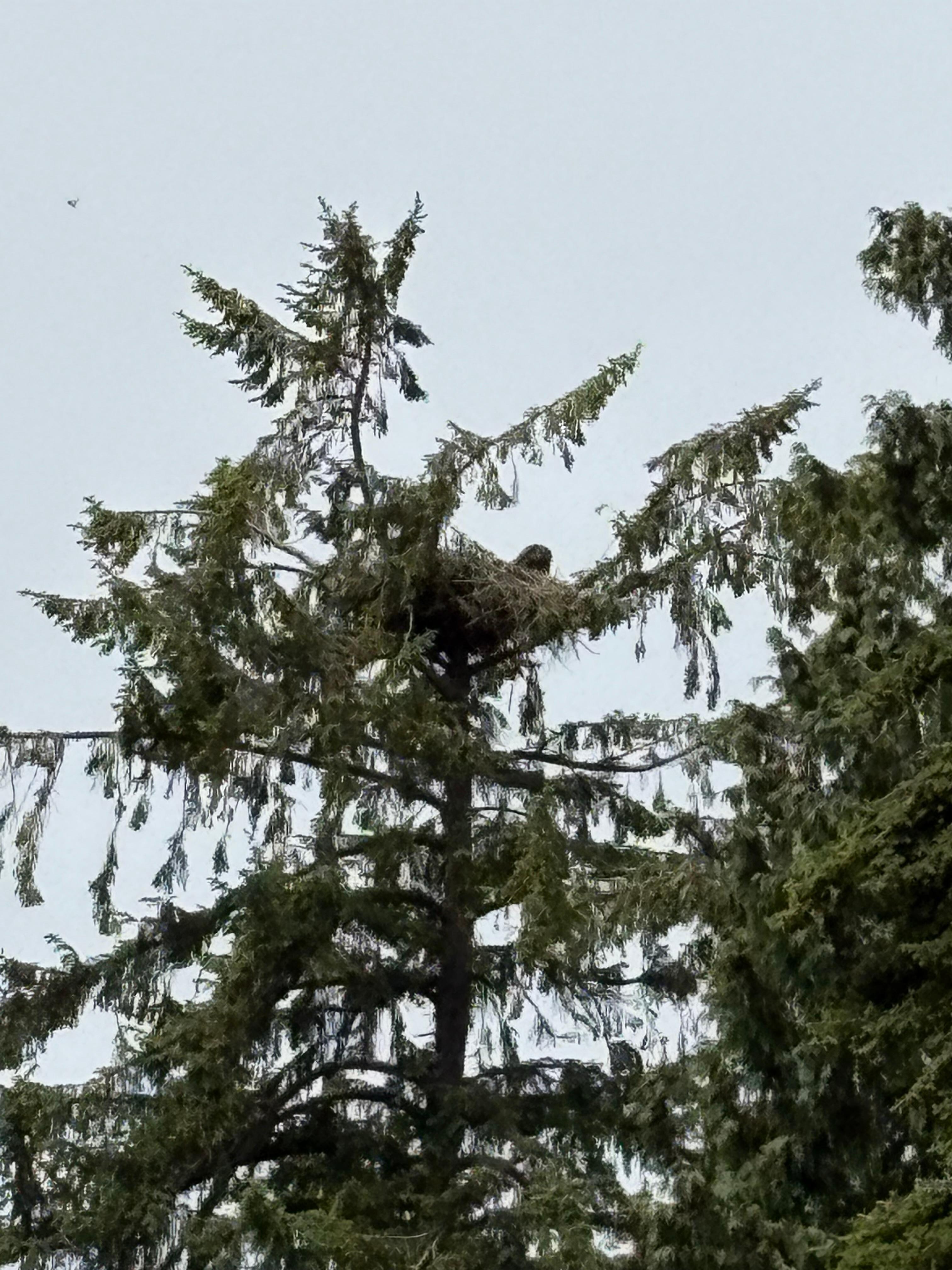 Fledgling on the edge of the nest. 