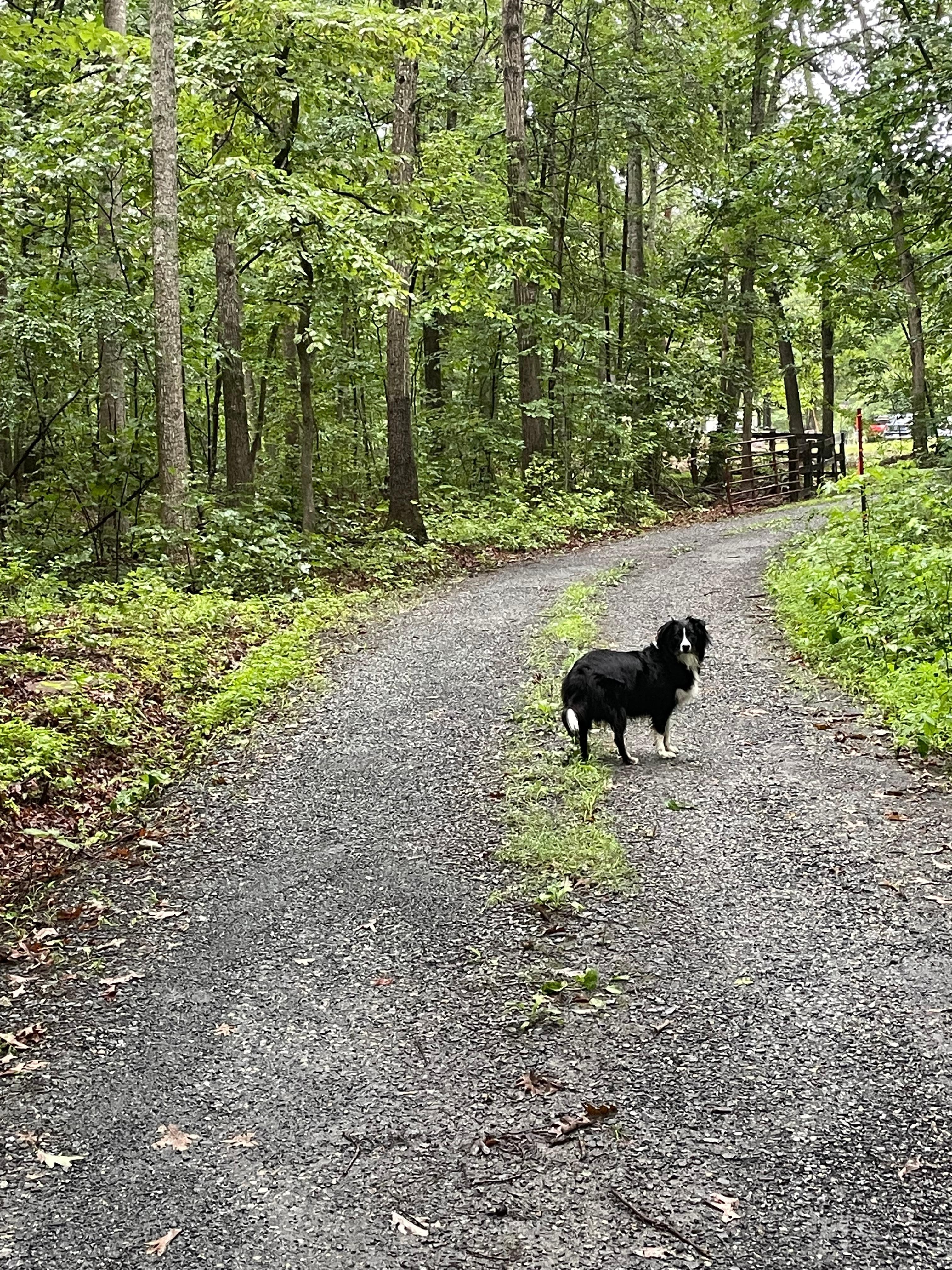 Our dog had such a good time!