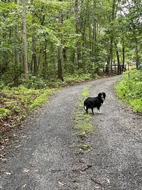 Our dog had such a good time!