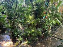 Part of the orchid garden
