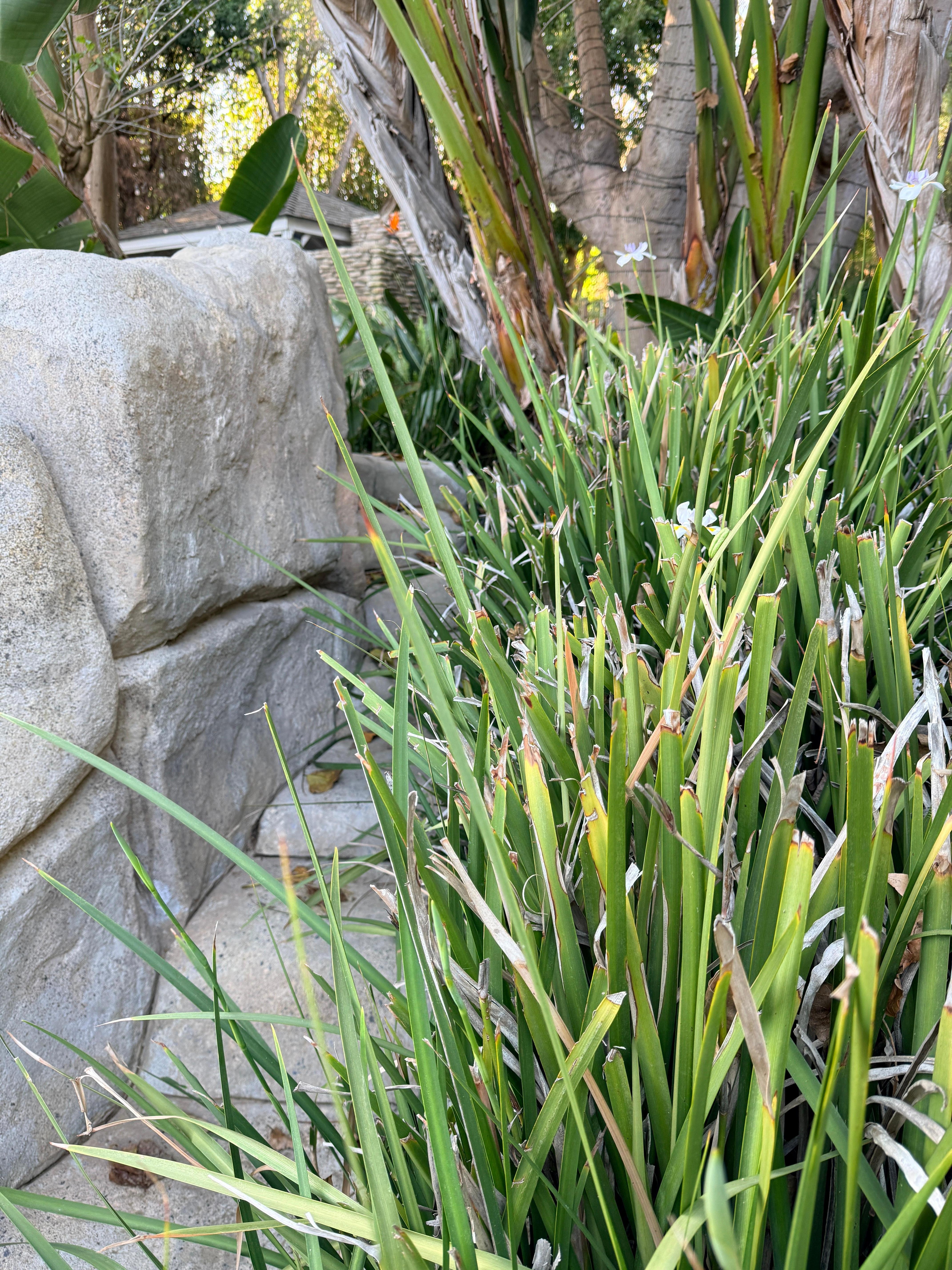 Slide access area overgrown and covered with random wires 