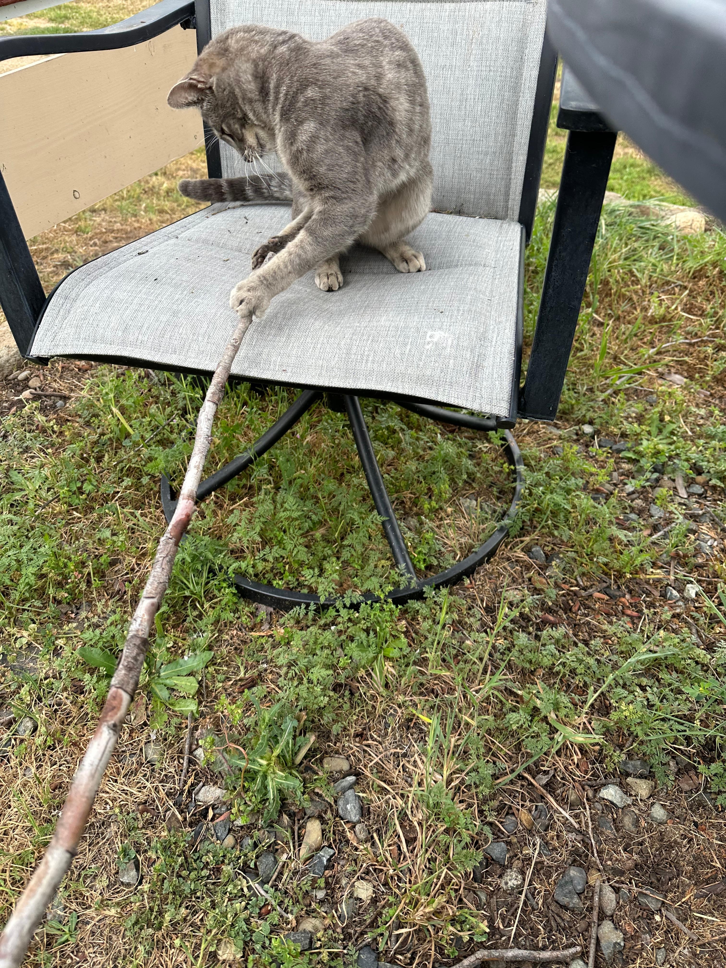 This stick was already on the patio table. Smokey taught me how to play with it. 