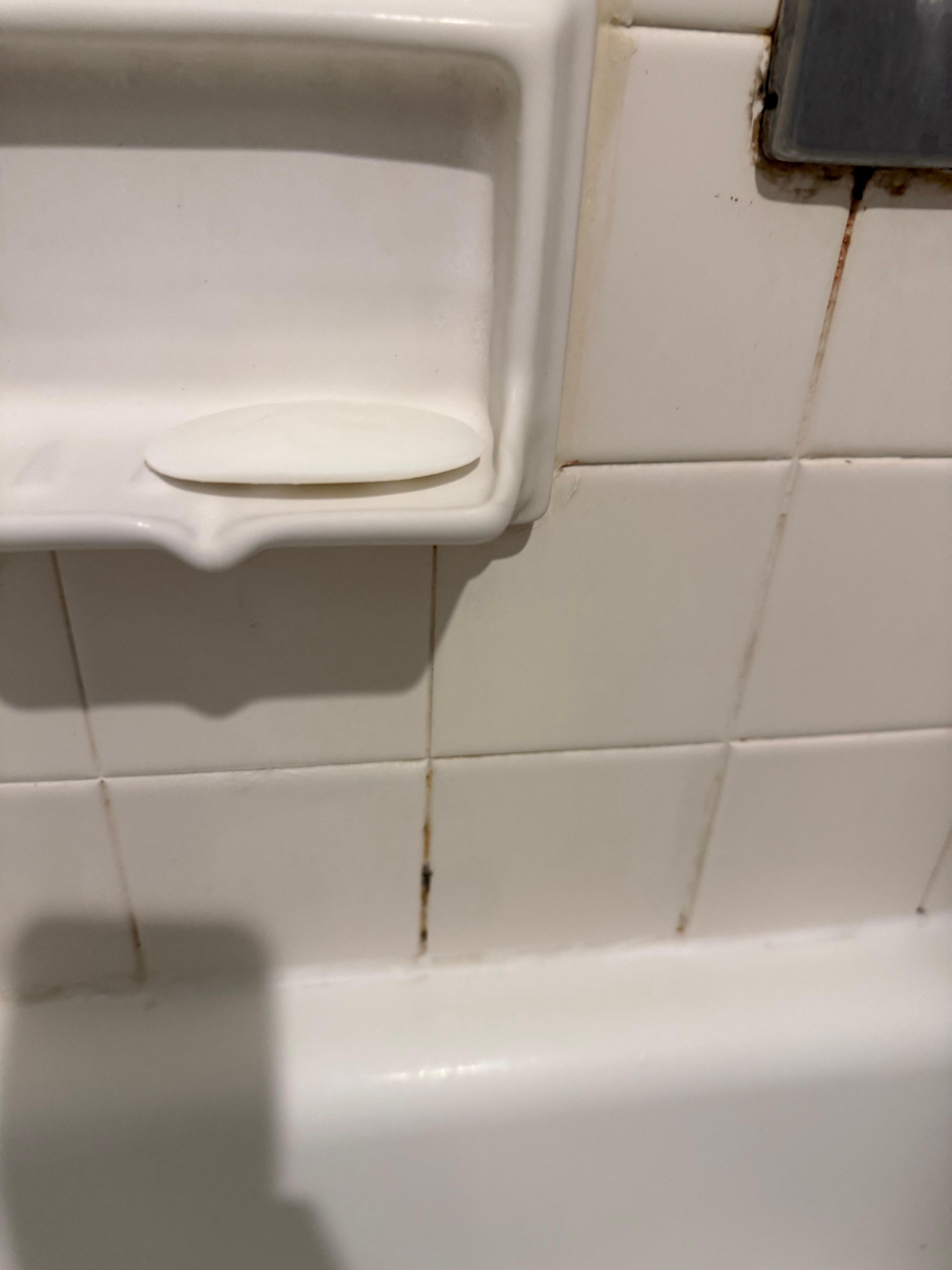 Mold in the bathroom tile. 