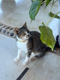 Micha