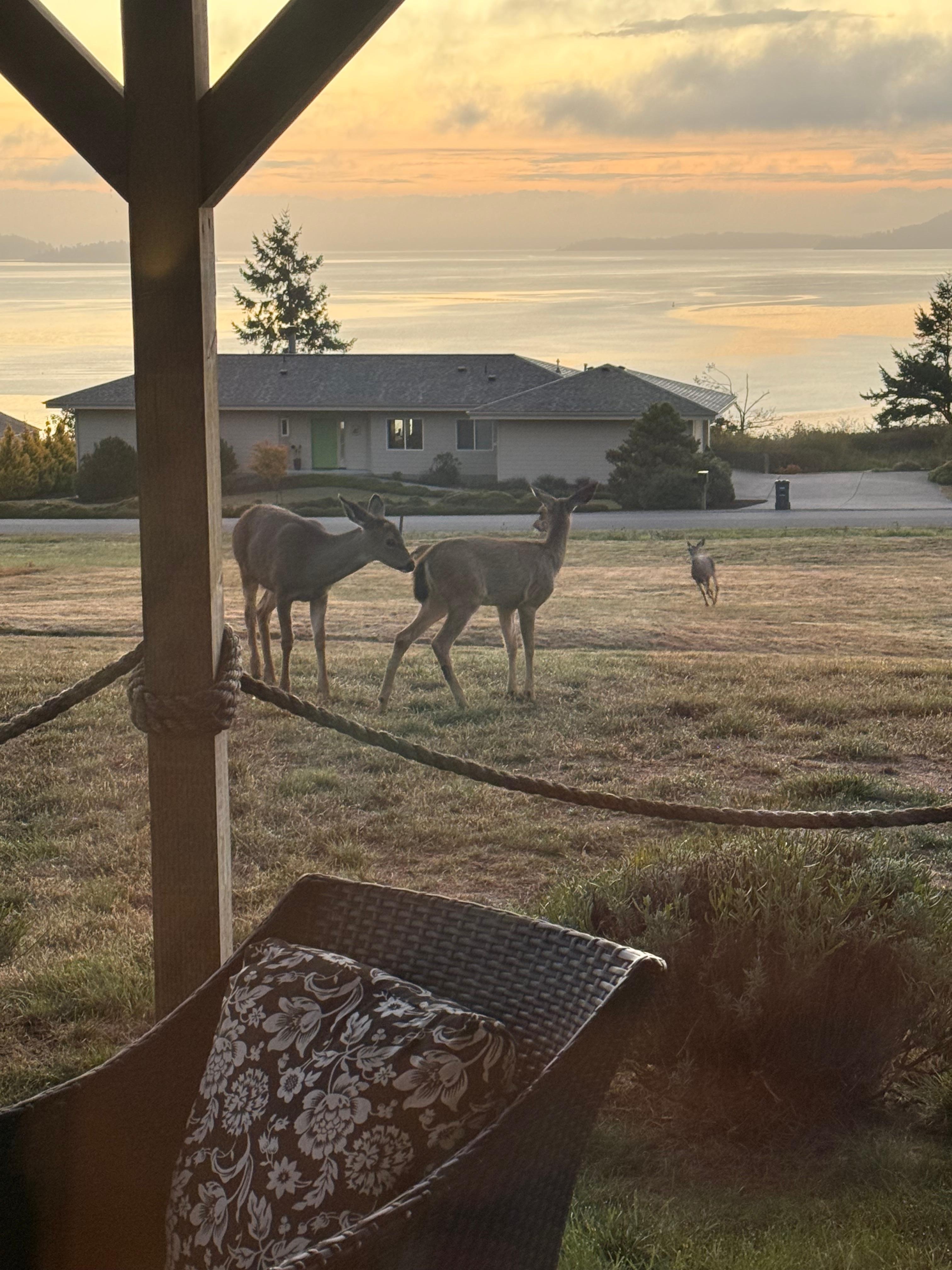 Lots of deer everyday 