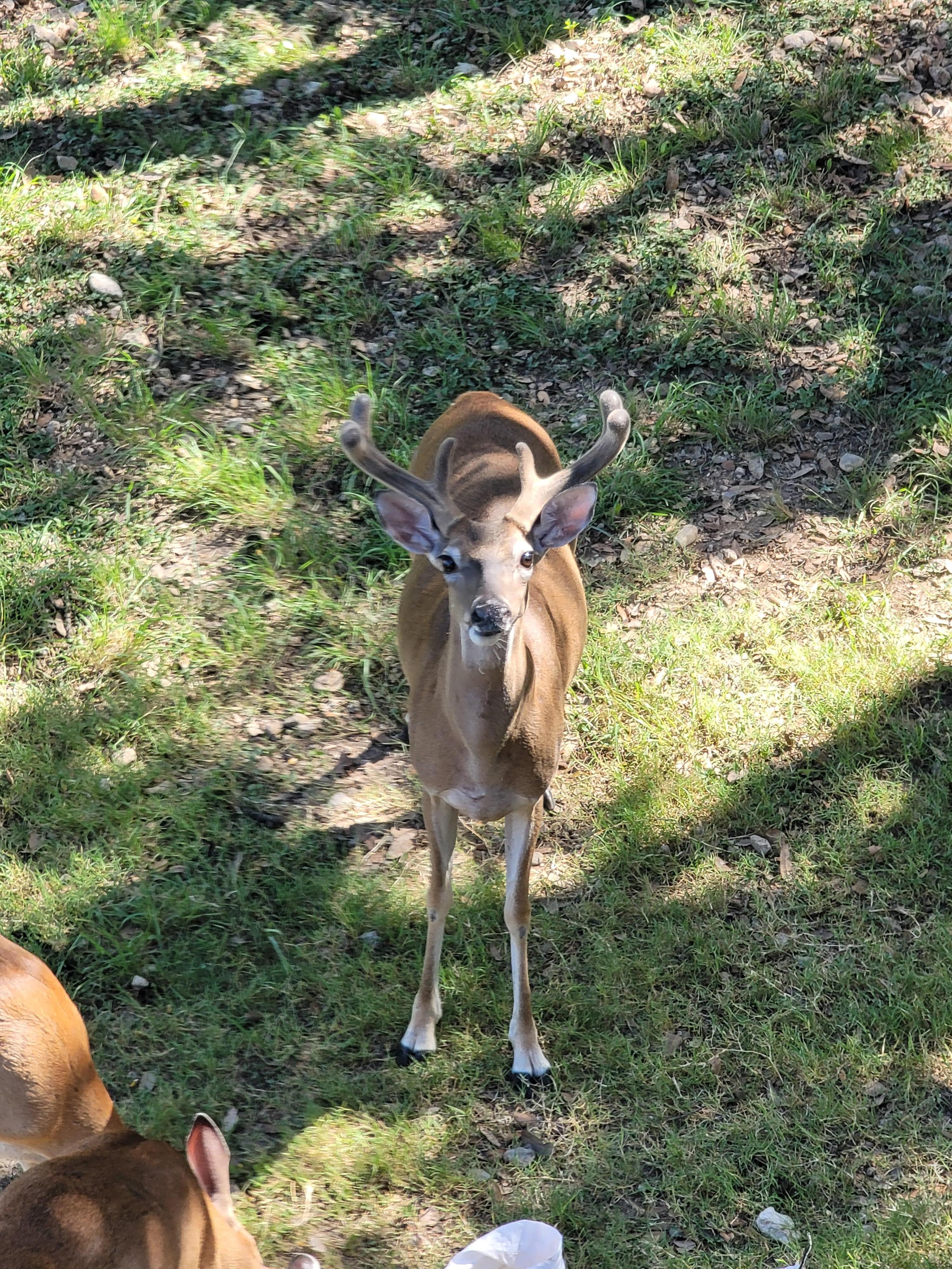 A young buck grazing. 