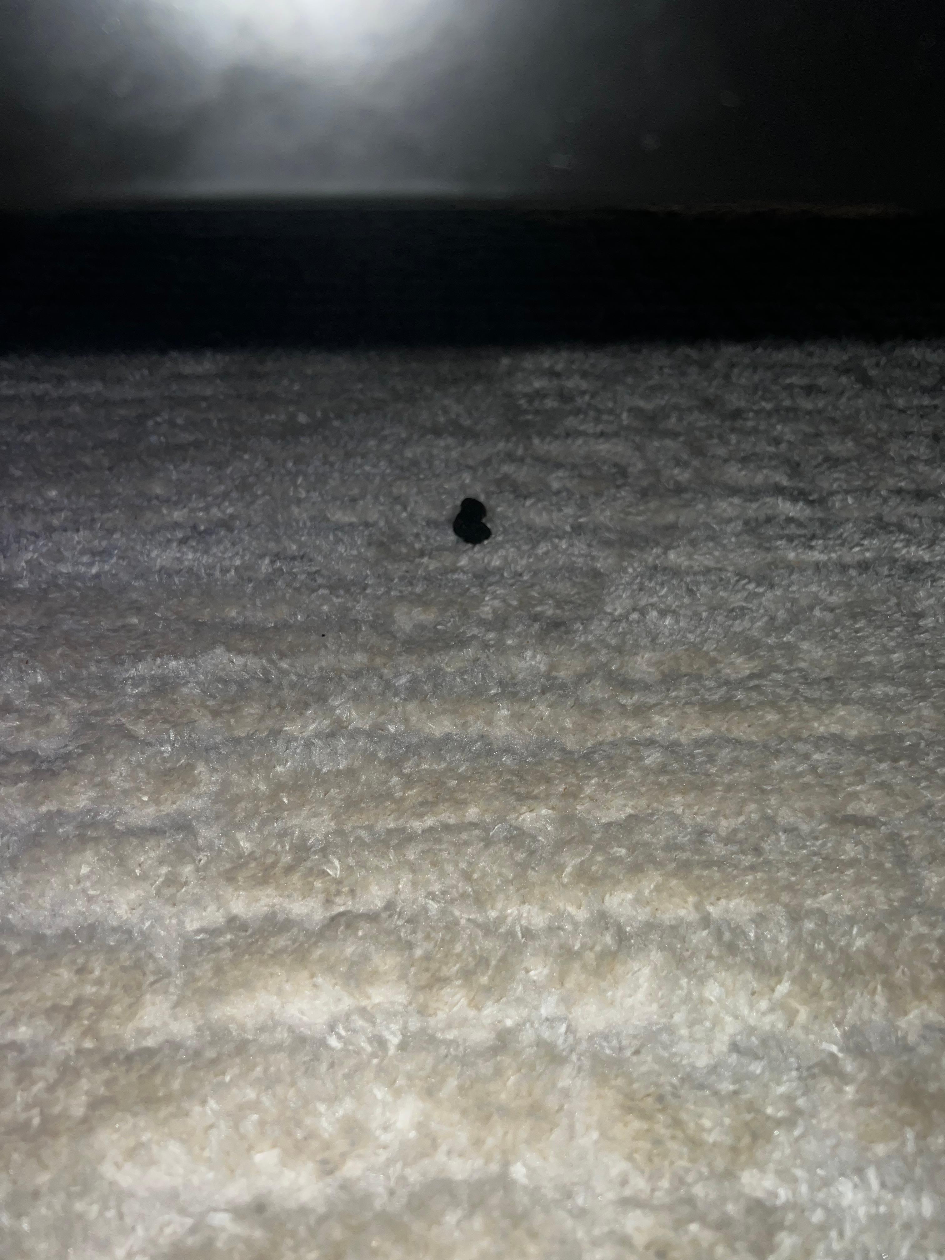 Animal dropping under the bed.