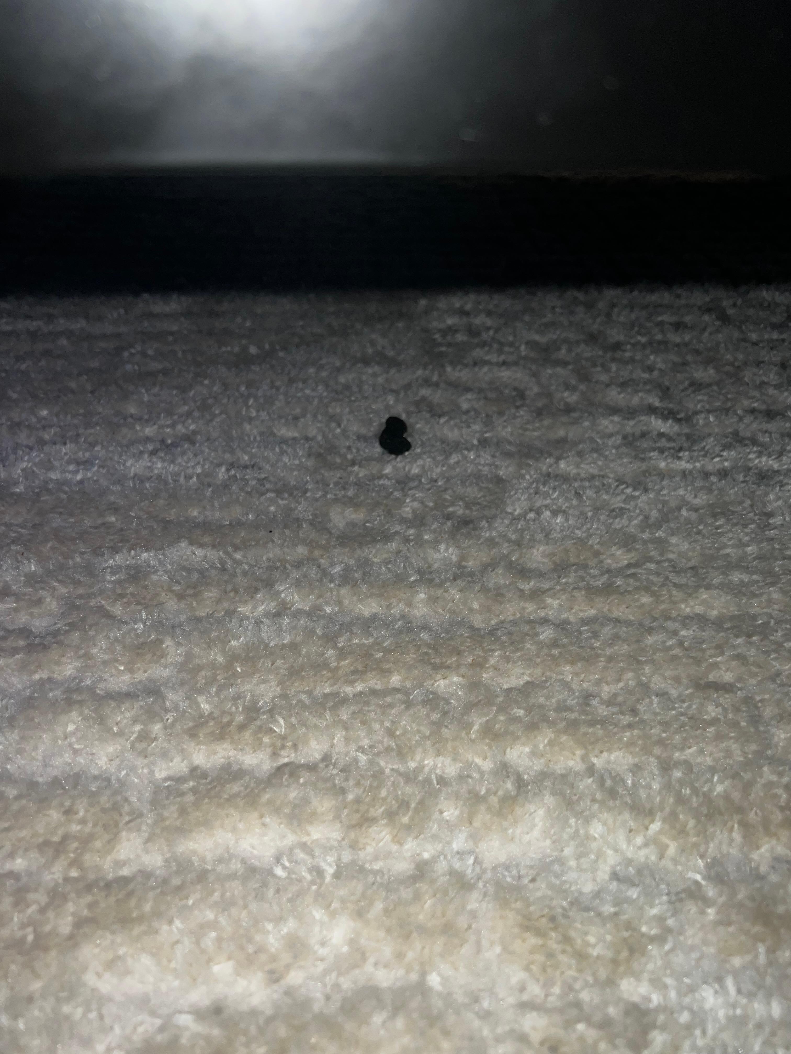 Animal dropping under the bed. 