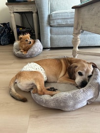 Our boys always wear diapers inside when they are guests.