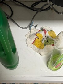 The only kitchen towel under the sink with mouse droppings